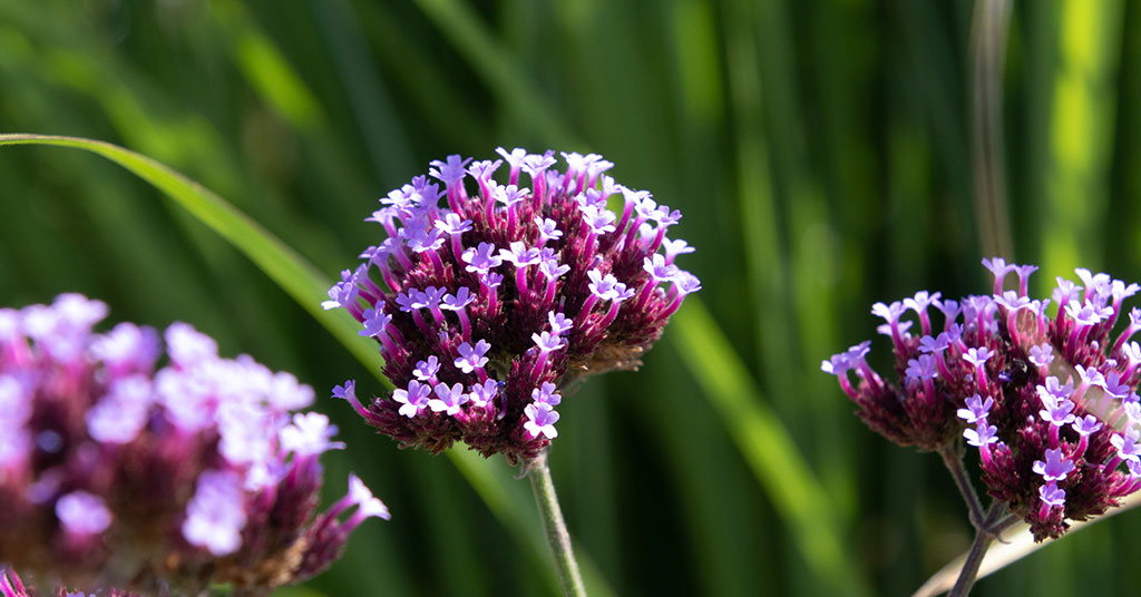 verbena