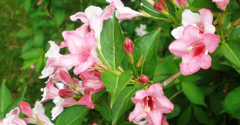 Weigela Growing And Care Guide - Featured image