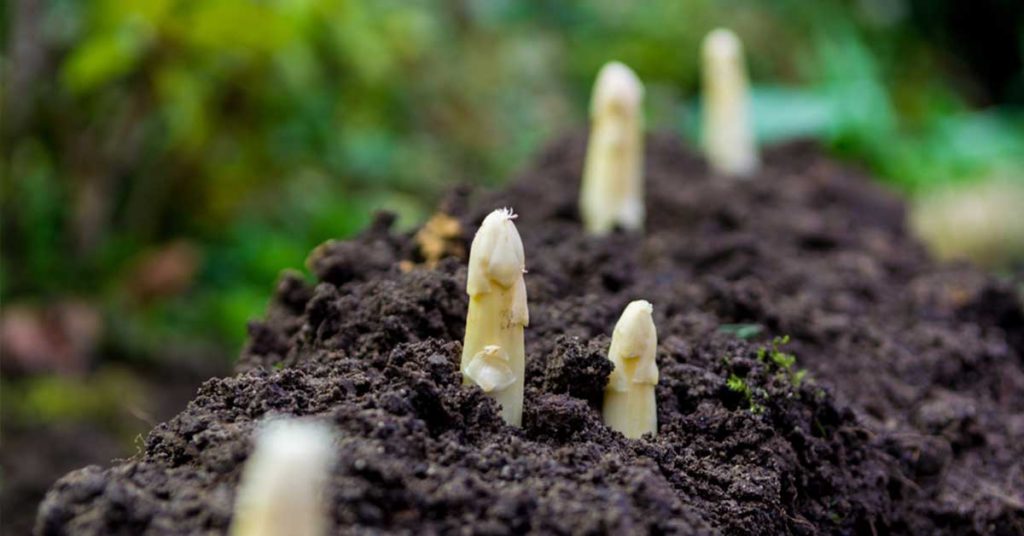 asparagus starts in a pot