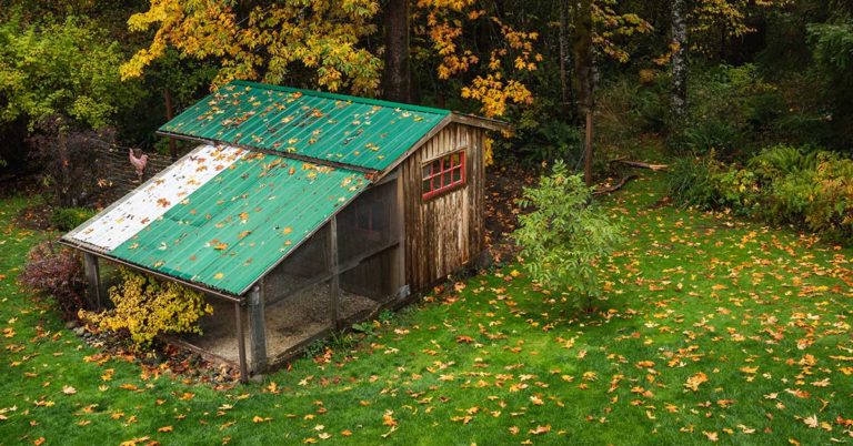 How to Start a Backyard Chicken Coop for Egg Production - Featured image