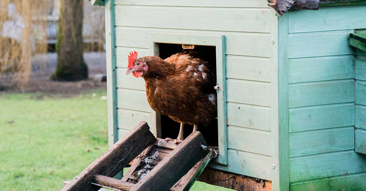 How To Keep Chickens Warm In The Winter The Garden Magazine