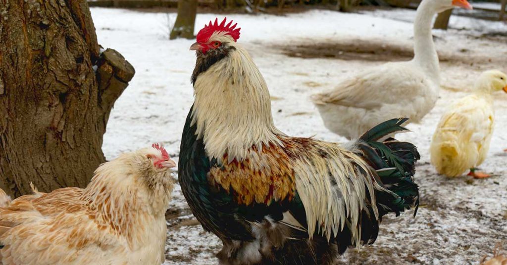 poultry outside in the winter