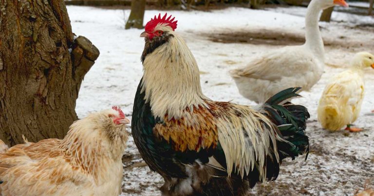 How To Keep Chickens Warm In The Winter - Featured image