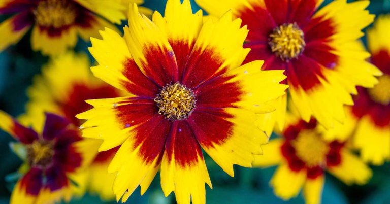 15 Flowers To Plant Now For Beautiful September Blooms - Featured image