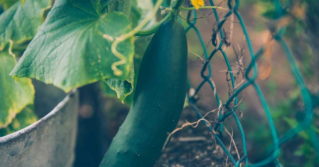 white spots on cucumber leaves