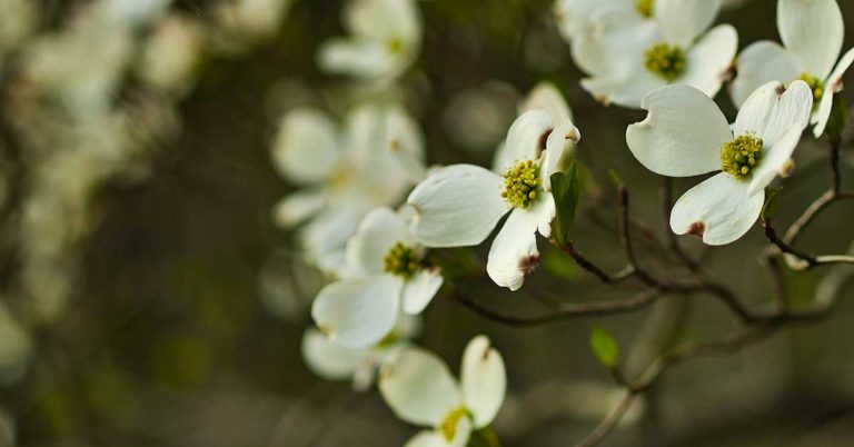 When And How To Fertilize Dogwood Trees - Featured image