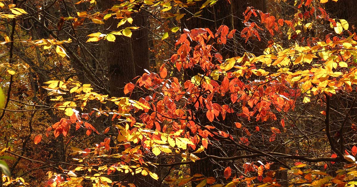 8 Trees With Orange Fall Leaves - The Garden Magazine