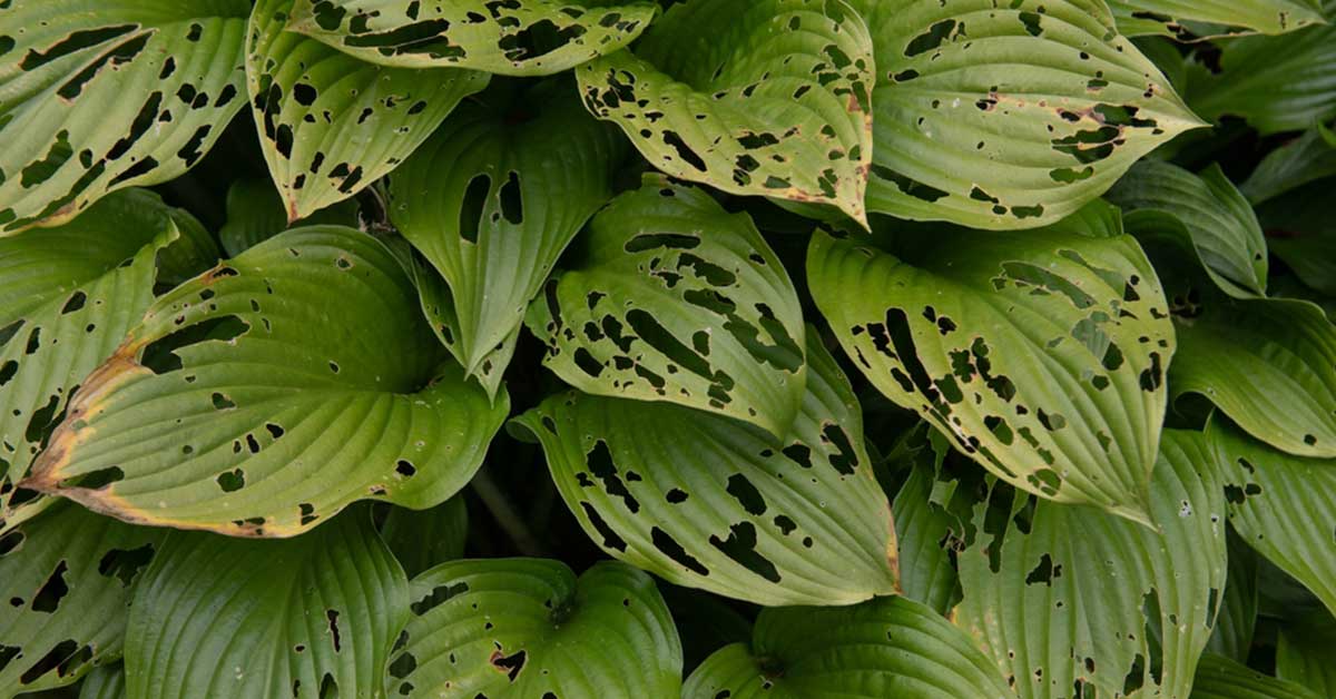 holes in hosta leaves