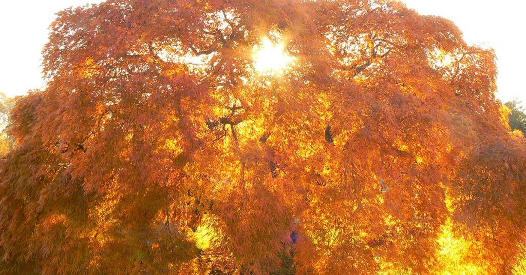 japanese maple with orange leaves
