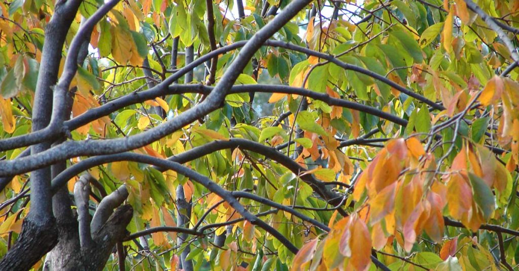 japanese persimmon fall leaves