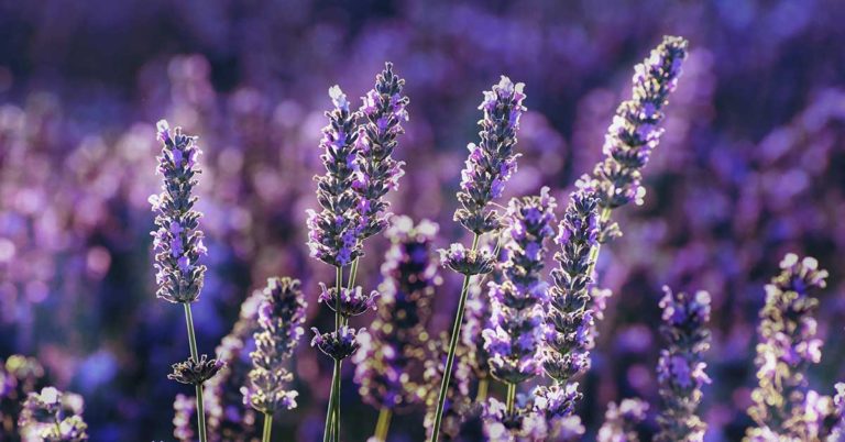 When And How To Fertilize Lavender - Featured image