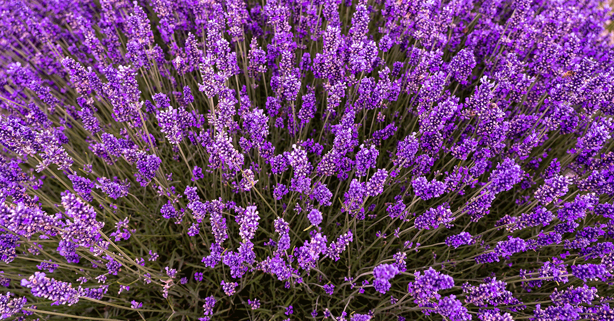 17 Perennial Herbs That Grow In Zone 6 The Garden Magazine
