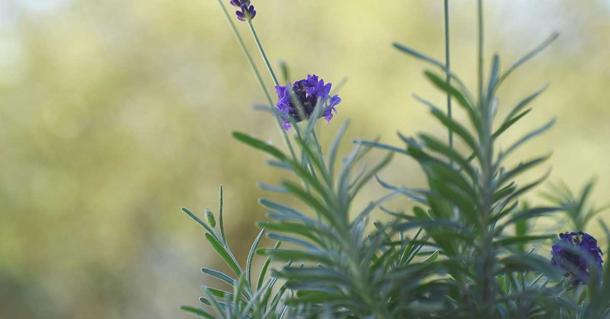 lavender leaves and flowers