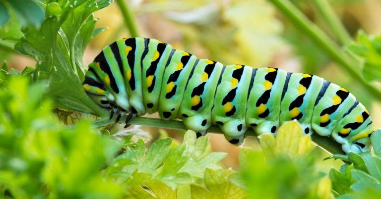 How To Prevent And Remove Parsley Worms - Featured image