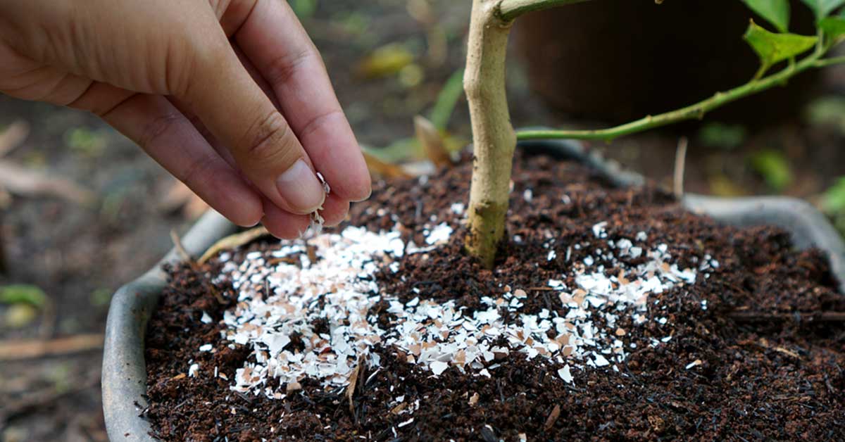 person adding eggshells to their garden soil