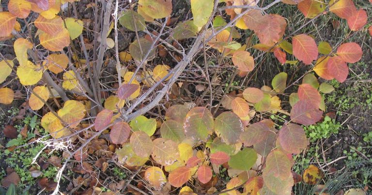 10 Best Trees and Shrubs to Plant in October - Featured image