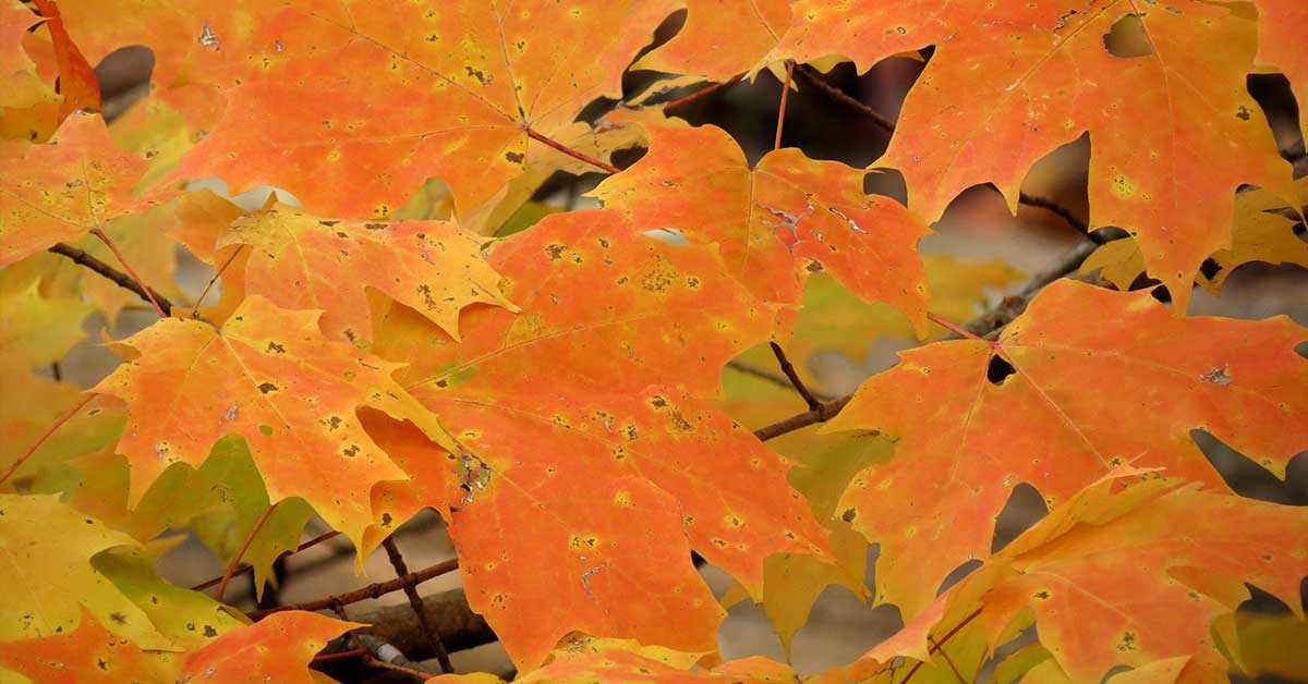 8 Trees With Orange Fall Leaves - The Garden Magazine
