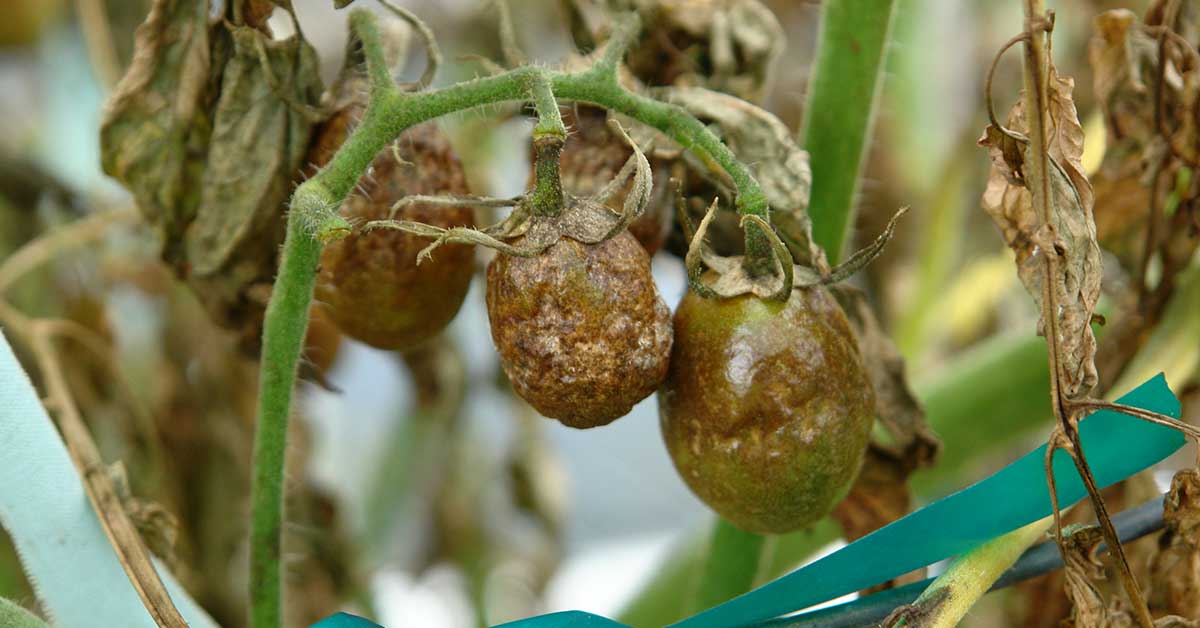 tomato root rot signs