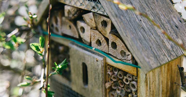 solitary bee house