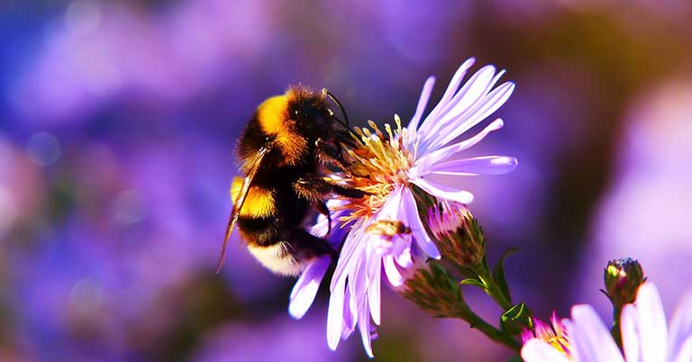 bee on a native flower