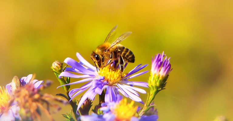 10 Ways Your Flower Choices Could Be Harming Pollinators - Featured image