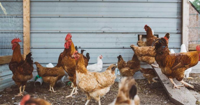 These Are The Friendliest Cities For Backyard Chickens - Featured image