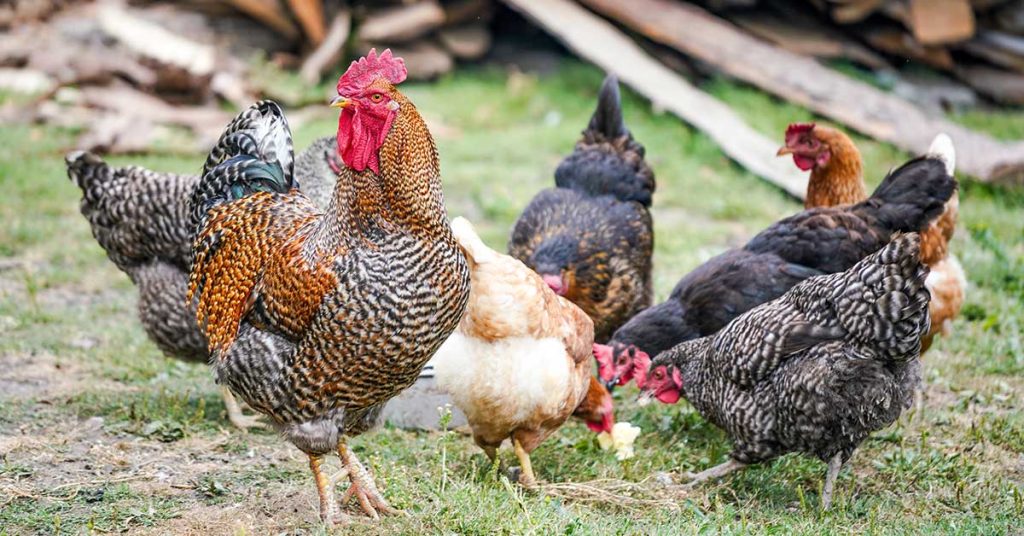 Current image: chickens in a yard