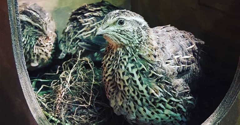 How Long Do Quail Live? - The Garden Magazine