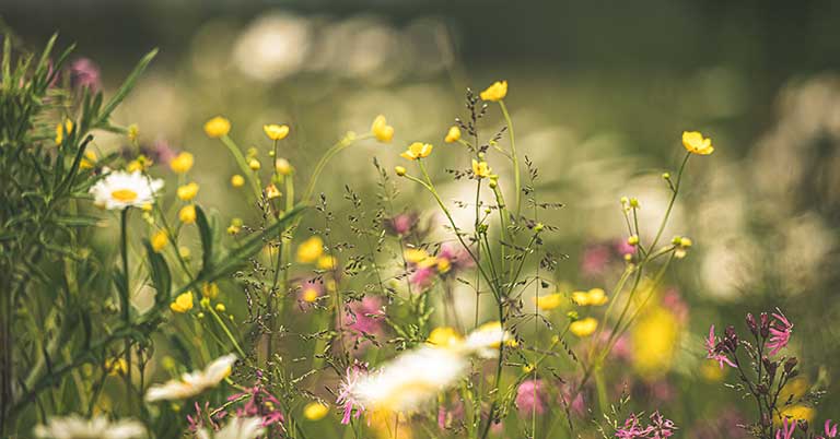 wildflowers