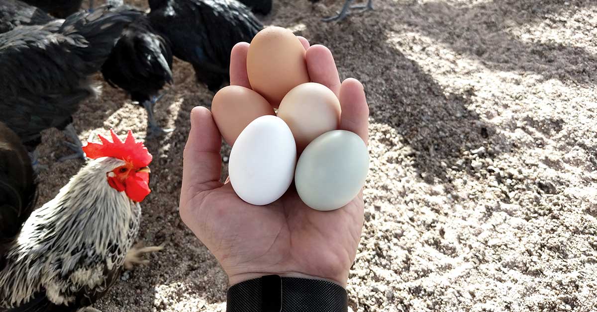 person holding eggs