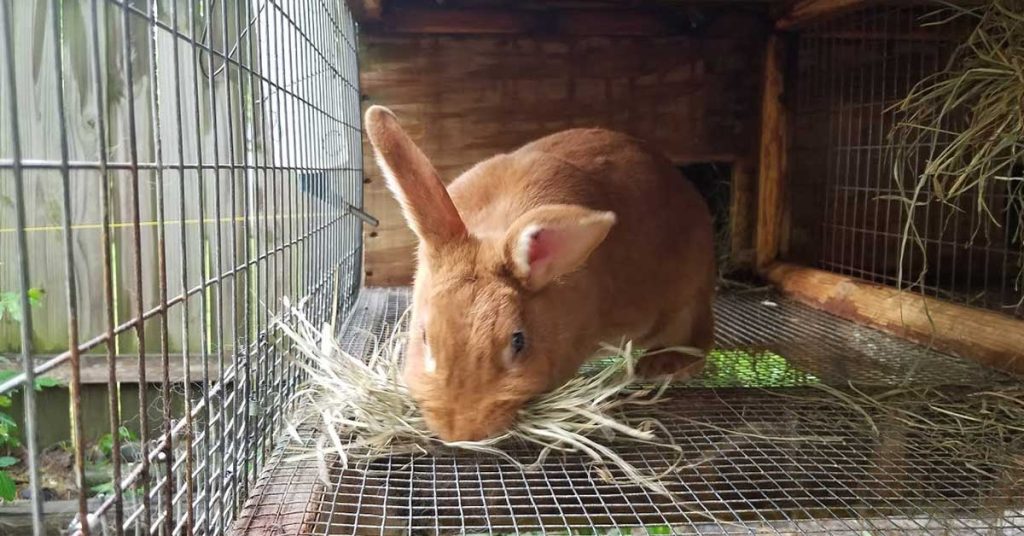 rabbit hay stashing
