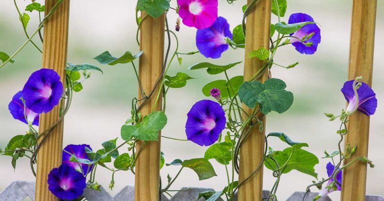 18 Self-Seeding Annuals + 15 Perennials That Spread Like Crazy - Featured image