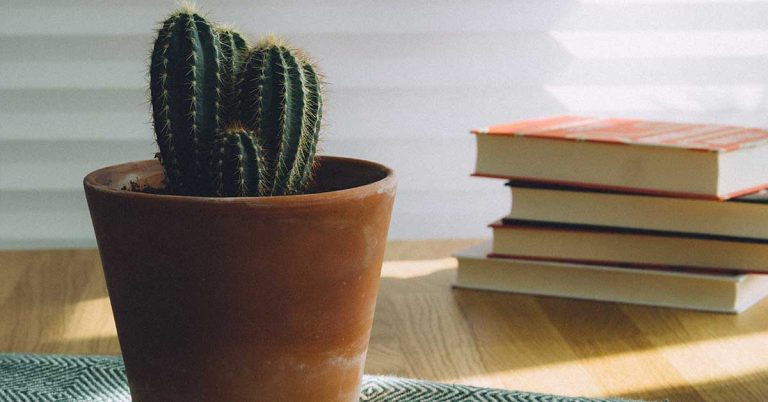 How To Rescue An Overwatered Cactus - Featured image