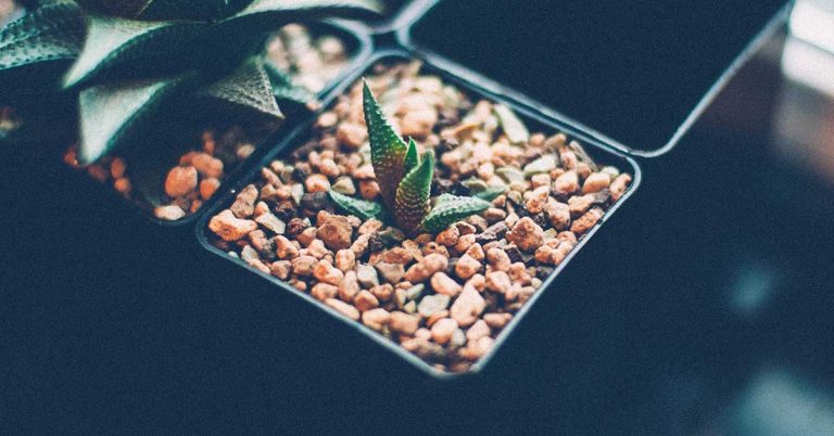 How To Divide And Propagate Haworthia - Featured image