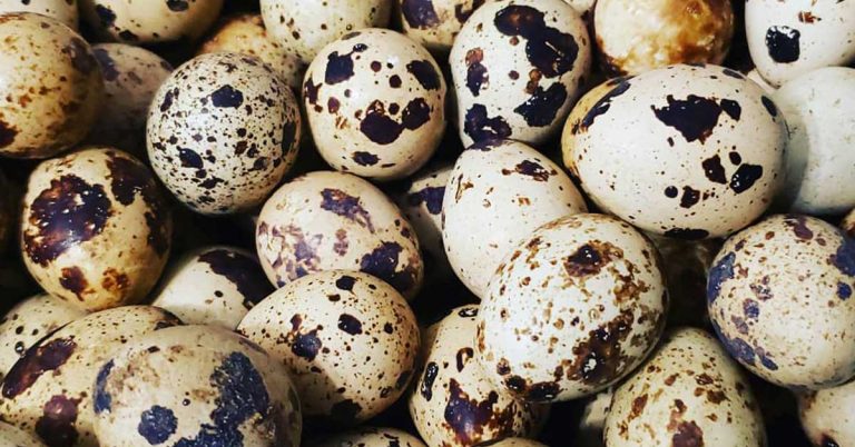How Many Eggs Do Quail Lay? - Featured image