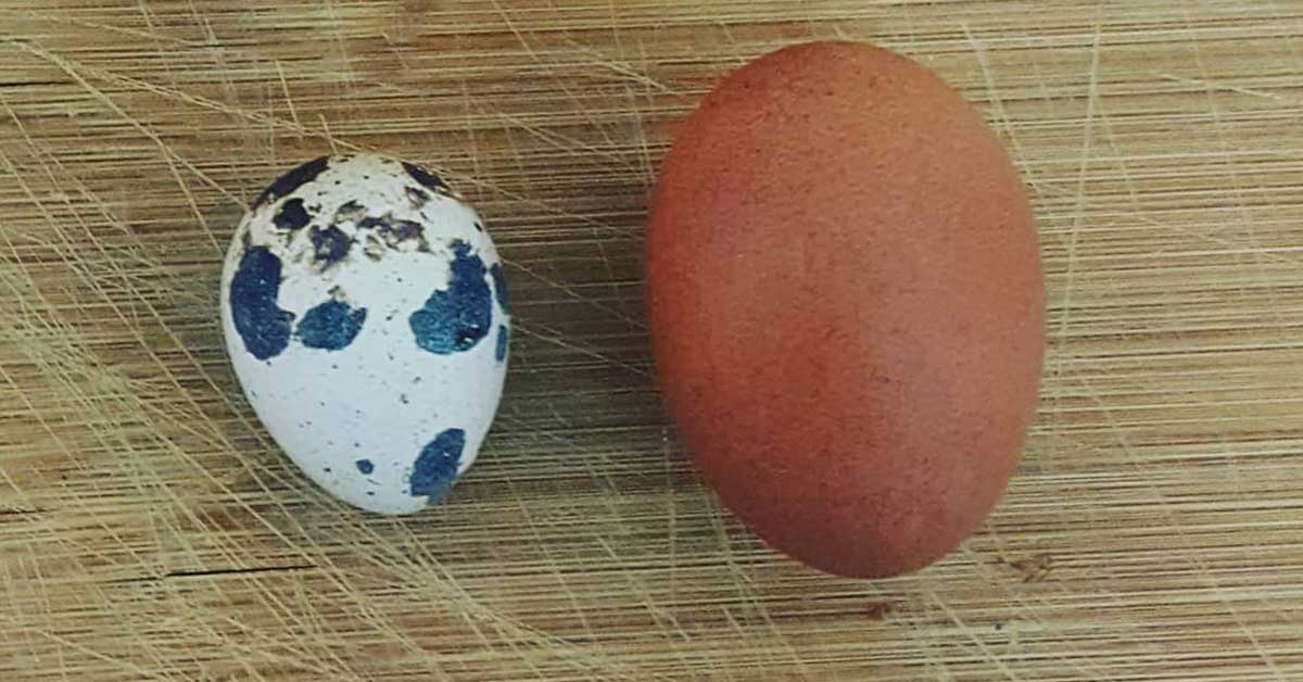 How Many Eggs Do Quail Lay? The Garden Magazine