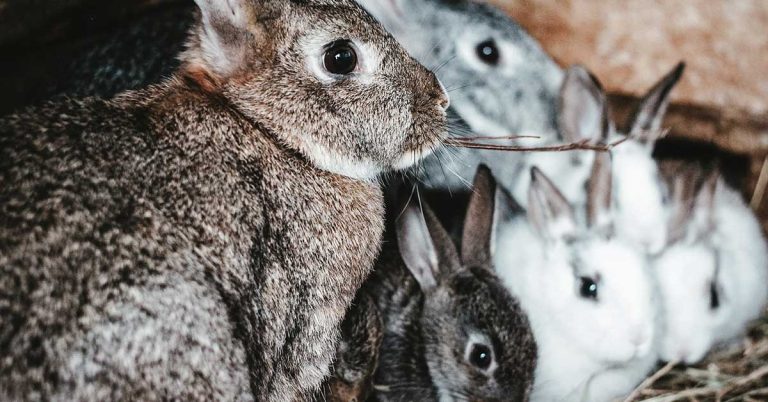 Ultimate Guide To Pregnant Rabbit Care - Featured image