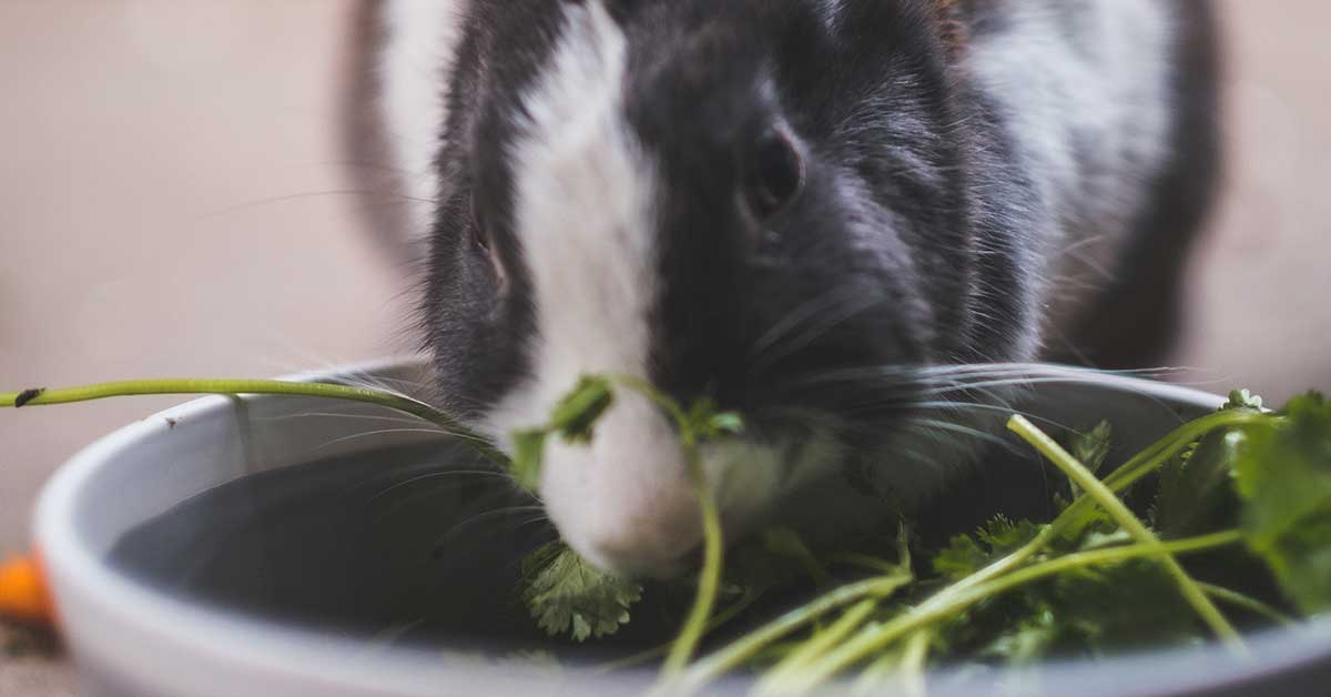 Ultimate Guide To Pregnant Rabbit Care The Garden Magazine