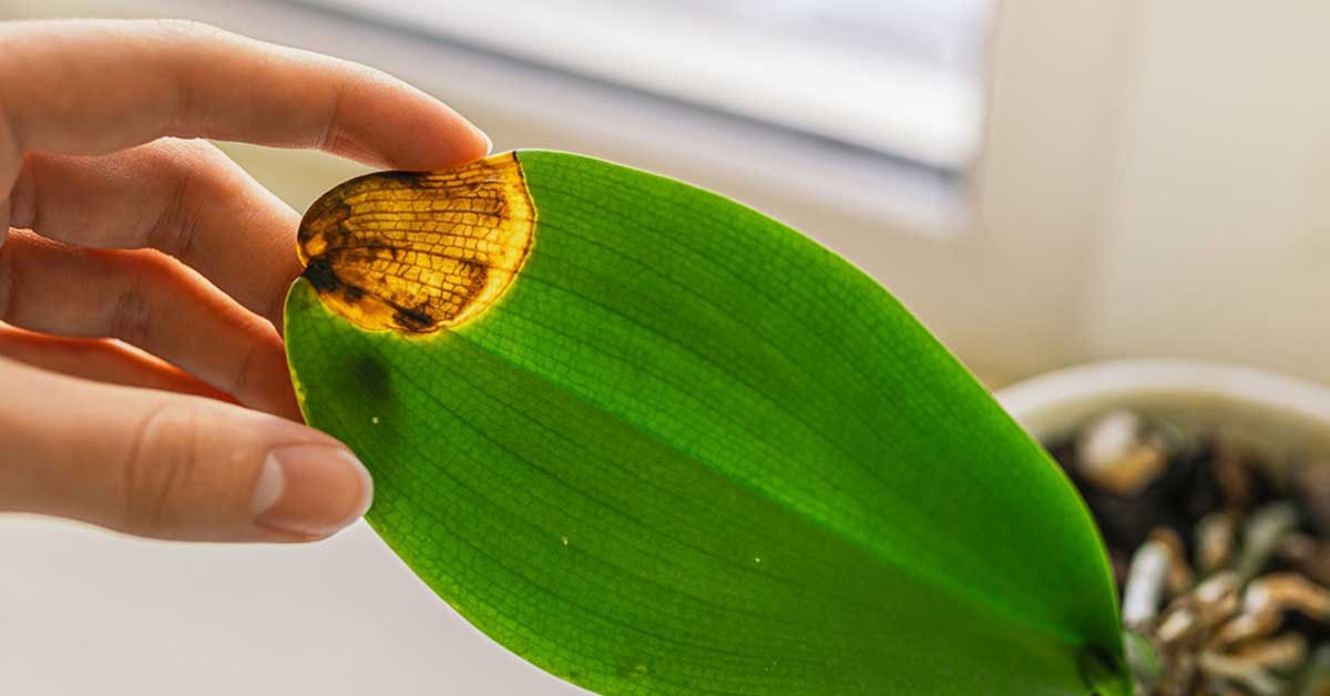 5 Houseplant “Rules” You Should Be Ignoring