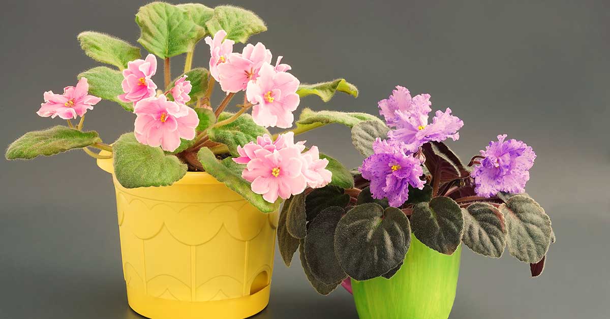 African violets, one with green and one with yellow leaves
