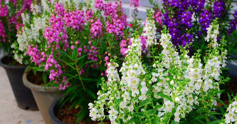 Best Fertilizer For Angelonias - Featured image