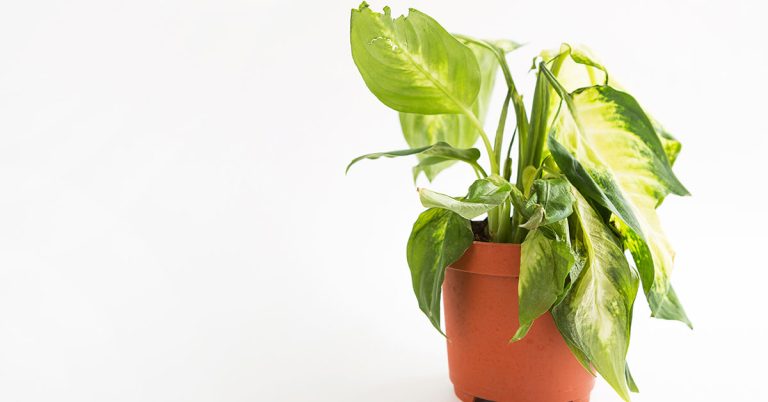 Why Your Dieffenbachia Leaves Are Turning Yellow - Featured image