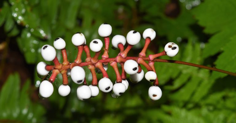 6 Flowers That Look Like Eyes - Featured image