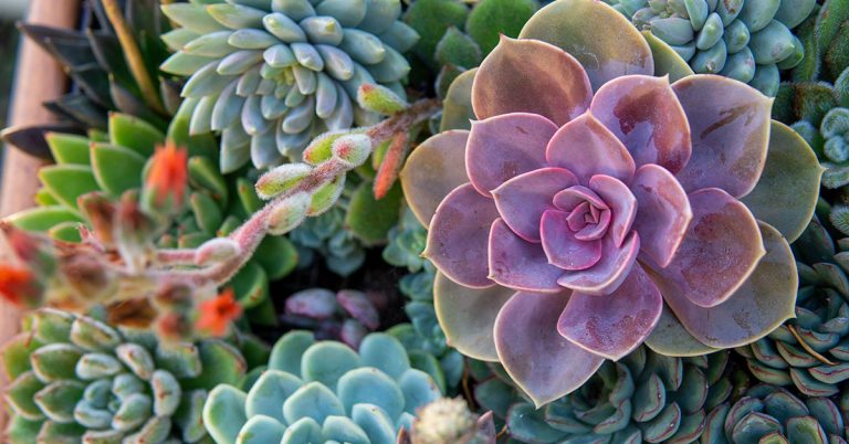 11 Things Your Succulents Need Before Summer - Featured image
