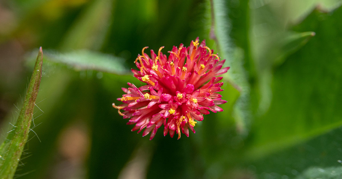 florida tasselflower, a tropical plant with red flowers