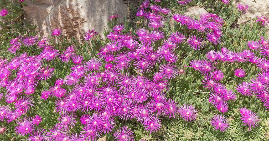Delosperma Pink Flame (Mesembryanthemum cooperi)