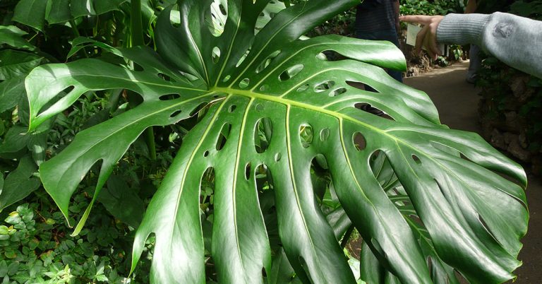 11 Reasons Why Your Monstera’s Leaves Are Turning Yellow - Featured image