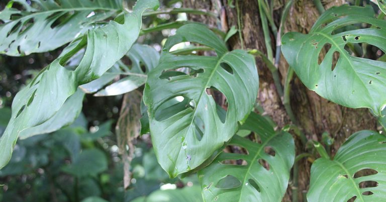 How To Propagate Swiss Cheese Plant - Featured image