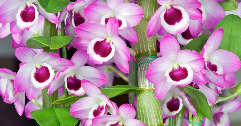 10 Tips On How To Take Care Of Your Orchid Plants - Featured image