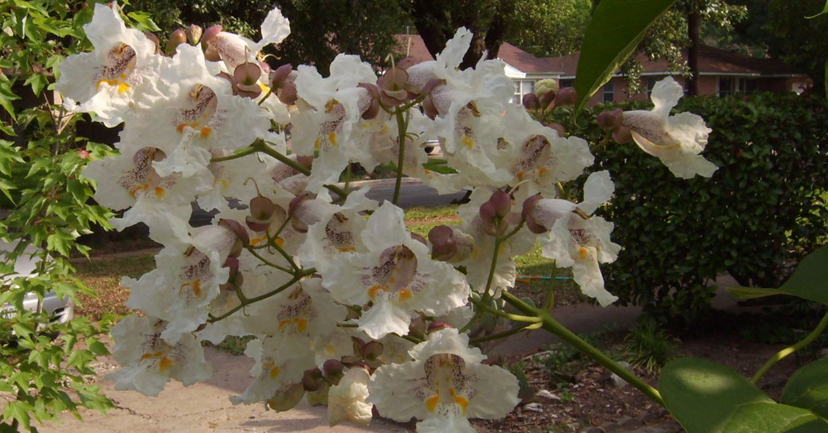 10 trees that attract hummingbirds the garden magazine